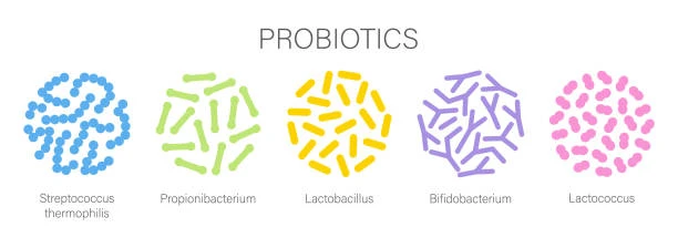 Probiotic Probiotic